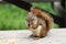 Squirrel holding the nut in its tiny paws while standing on the wooden board, close-up