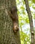 Squirrel holds nuts with front paws