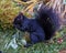 Squirrel Image and Photo. Black Squirrel close-up profile side view standing on foliage and moss eating with background