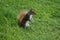 Squirrel image standing in grassland