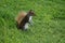 Squirrel image standing in grassland