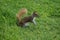 Squirrel image standing in grassland