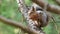 Squirrel jumping on the branches of the tree gnawing on nuts and food in autumn forest