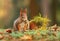 Squirrel with larch branch