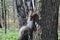 A squirrel with large tassels on its ears sits upright on a tree trunk.