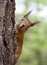 The squirrel looks out because of a tree trunk