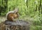 Squirrel lunch on a stump