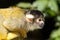 Squirrel monkey