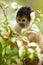 Squirrel monkey