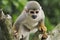 Squirrel monkey