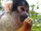 Squirrel Monkey