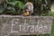 Squirrel monkey above the entrance