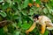 Squirrel Monkey in Bolivian Jungle