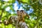 Squirrel Monkey on branch of tree - animals in wilderness