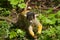 Squirrel monkey in close-up