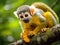 Squirrel monkey eating