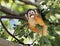 Squirrel monkey eating