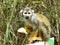 Squirrel Monkey eating piece of fresh banana.