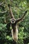 Squirrel Monkey hanging from tree