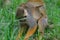 Squirrel monkey an her baby holding on to her