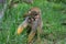 Squirrel monkey an her baby holding on to her