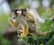 Squirrel monkey with its baby