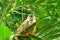 Squirrel Monkey in Manuel Antonio National Park, Costa Rica