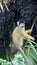 Squirrel monkey in palm fruit tree in London zoo