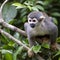 Squirrel monkey perched on branch
