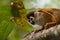 Squirrel Monkey Portrait