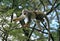 Squirrel monkey in portrait climbing in the branches of a tree gripping branches with all 4 paws