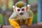 squirrel monkey portrait , ia generated,