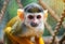 squirrel monkey portrait in a zoo, ia generated,