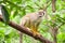 Squirrel monkey, posed