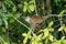 Squirrel monkey, Saimiri oerstedii, sitting on the tree trunk with green leaves, Corcovado NP, Costa Rica.