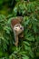 Squirrel monkey, Saimiri oerstedii, sitting on the tree trunk with green leaves, Corcovado NP, Costa Rica.