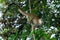 Squirrel monkey, Saimiri oerstedii, sitting on the tree trunk with green leaves, Corcovado NP, Costa Rica.