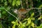 Squirrel monkey, Saimiri oerstedii, sitting on the tree trunk with green leaves, Corcovado NP, Costa Rica.