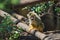 Squirrel monkey, Saimiri oerstedii, sitting on the tree trunk with green leaves, Corcovado NP, Costa Rica. Monkey in the tropic