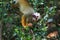 Squirrel monkey, Saimiri oerstedii, sitting on the tree trunk with green leaves, Corcovado NP, Costa Rica. Monkey in the tropic