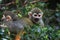 Squirrel monkey, Saimiri oerstedii, sitting on the tree trunk with green leaves, Corcovado NP, Costa Rica. Monkey in the tropic