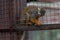 Squirrel monkey-Saimiri sciureus