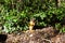 A squirrel monkey sits eating food in the sun.