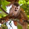 Squirrel monkey sitting on a branch