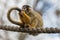 Squirrel monkey sitting on a tightrope