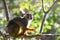 Squirrel monkey sitting on a tree branch in a leafy natural forest