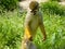 A Squirrel monkey standing on the grass