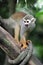 Squirrel Monkey on Tree 1