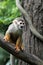 Squirrel Monkey on Tree 2