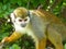 A Squirrel monkey on a tree